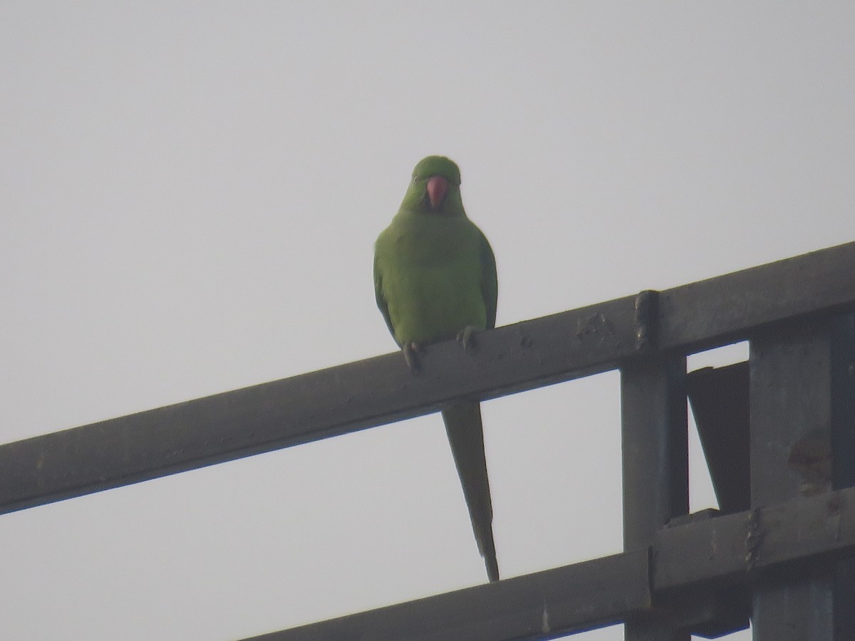 Rose-ringed Parakeet - ML612484943