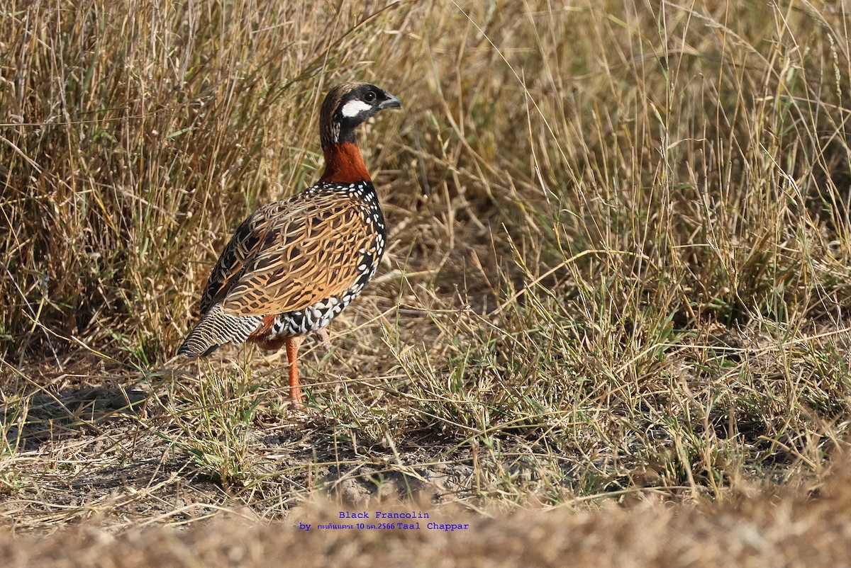 Black Francolin - ML612484949