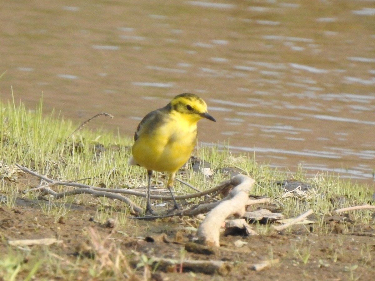 Citrine Wagtail - ML612485126