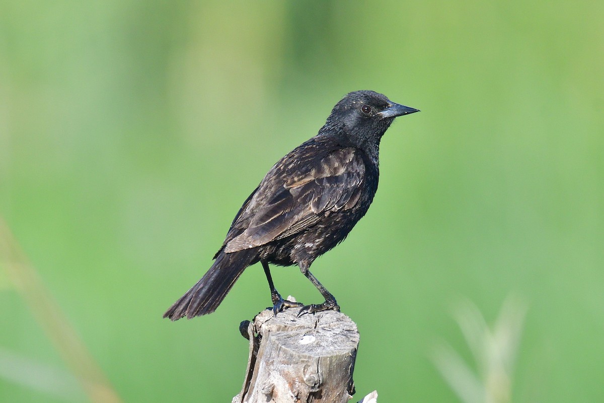 Yellow-winged Blackbird - ML612485136