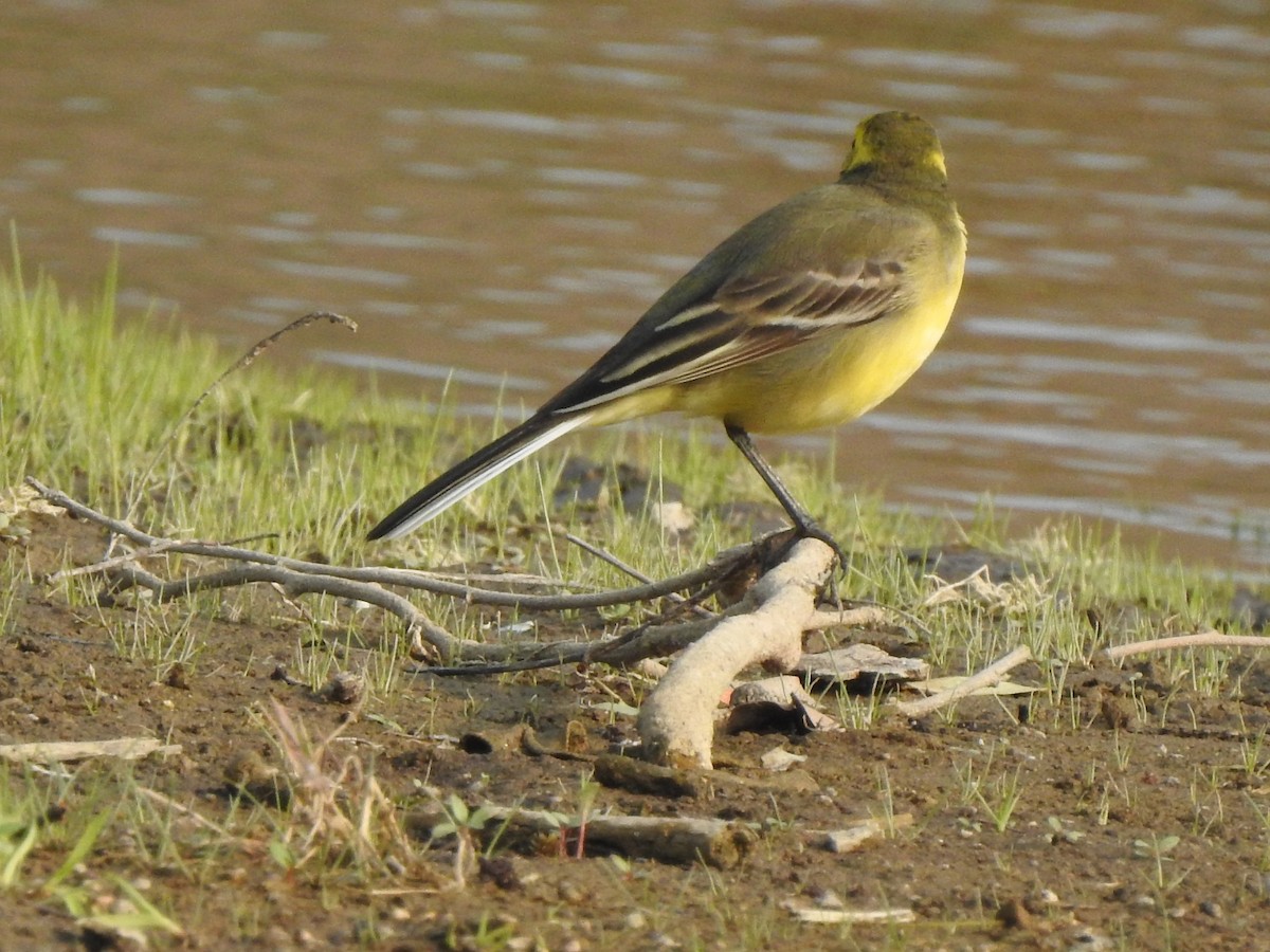 Citrine Wagtail - ML612485187