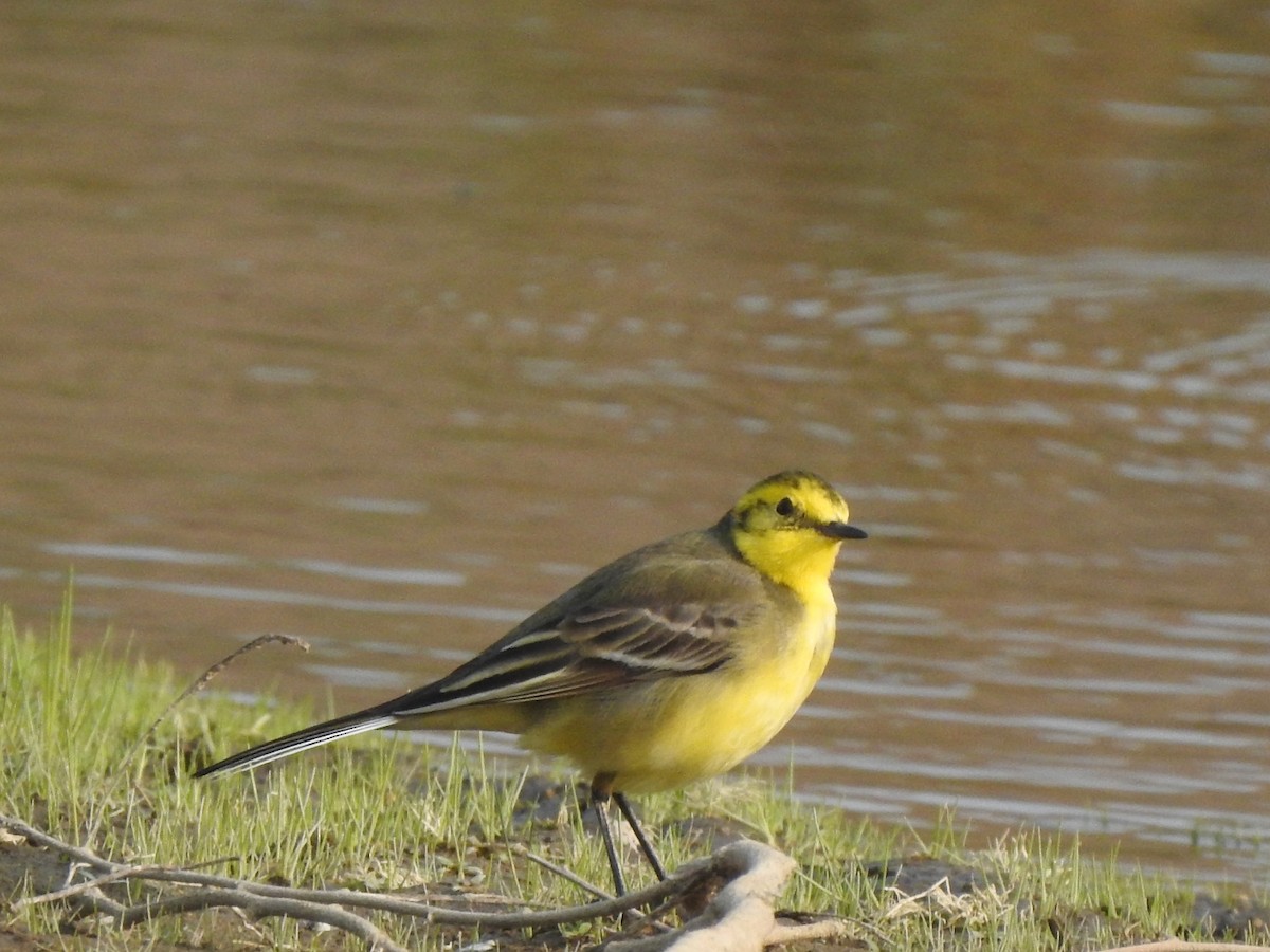 Citrine Wagtail - ML612485188