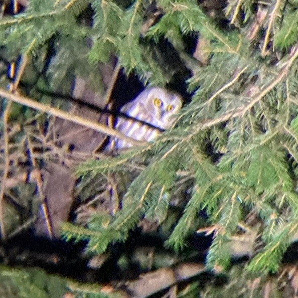 Northern Saw-whet Owl - ML612485232