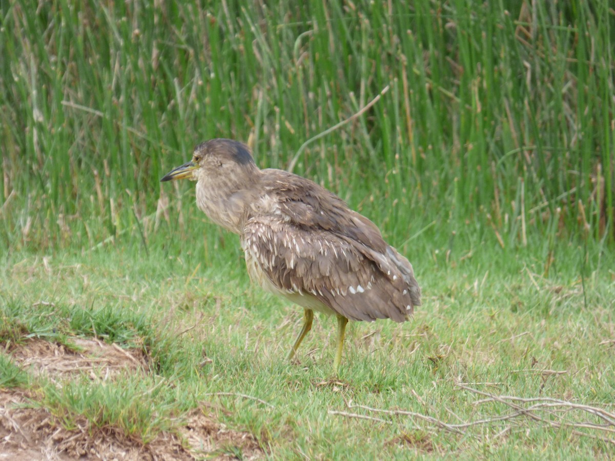 Indian Pond-Heron - ML612485236