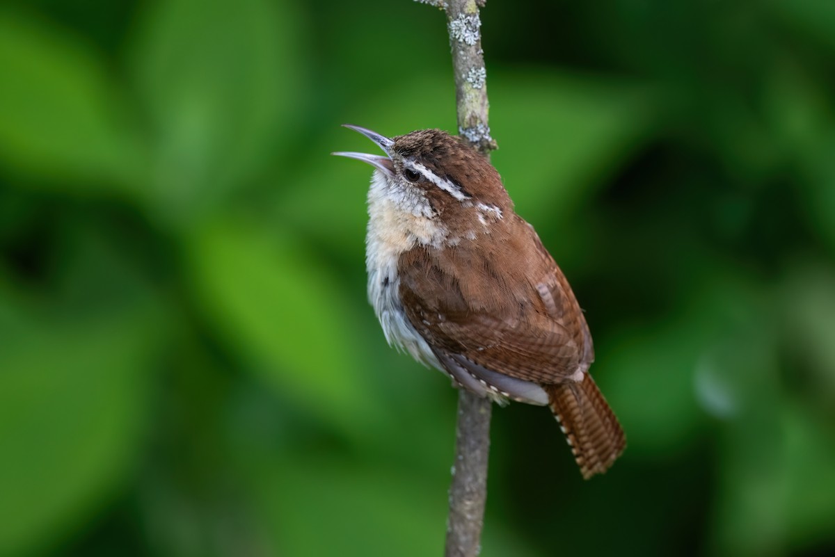 Carolina Wren - ML612485267