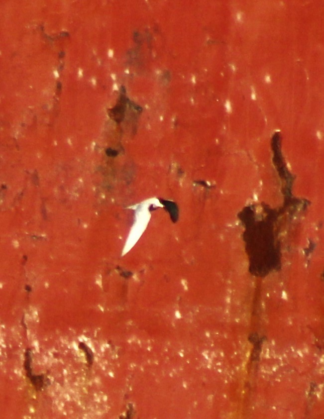 Roseate Tern - ML612485282