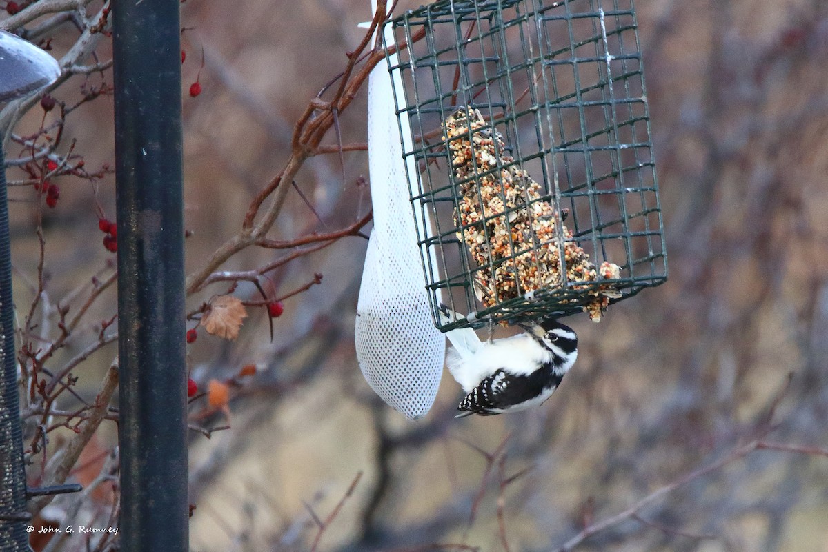 Downy Woodpecker - ML612485285