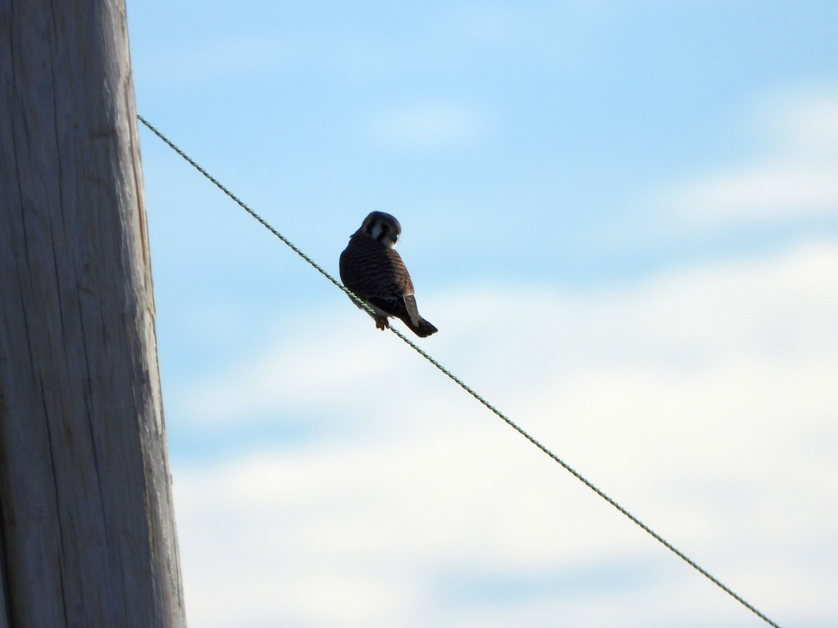 American Kestrel - ML612485418