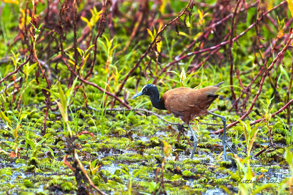 Madagascar Jacana - ML612485446