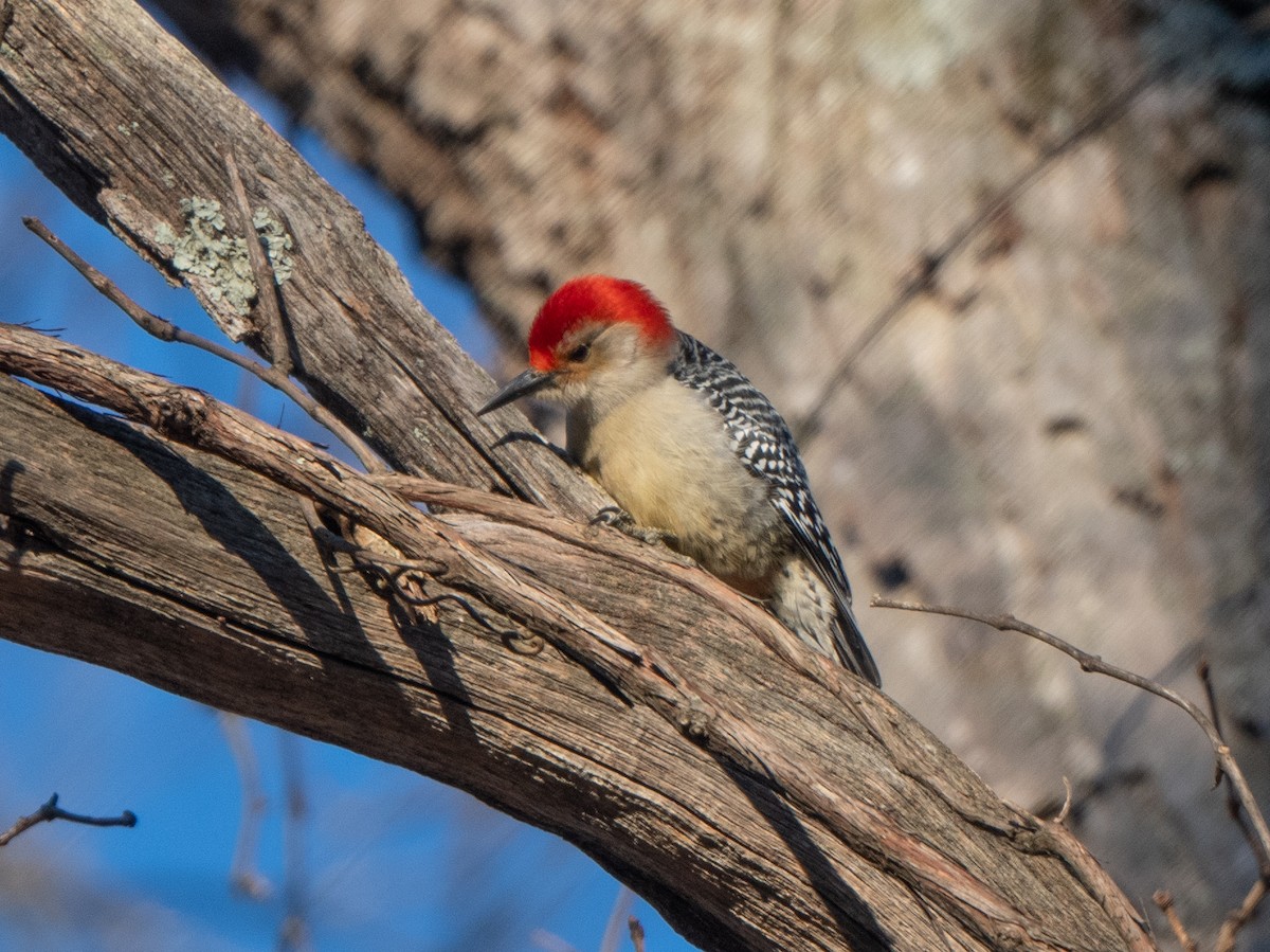 Red-bellied Woodpecker - Richard Leonard