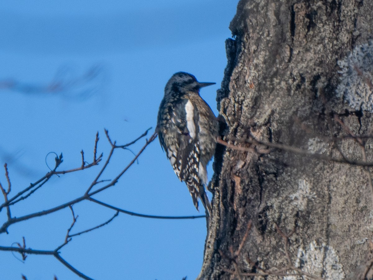 Yellow-bellied Sapsucker - ML612485491