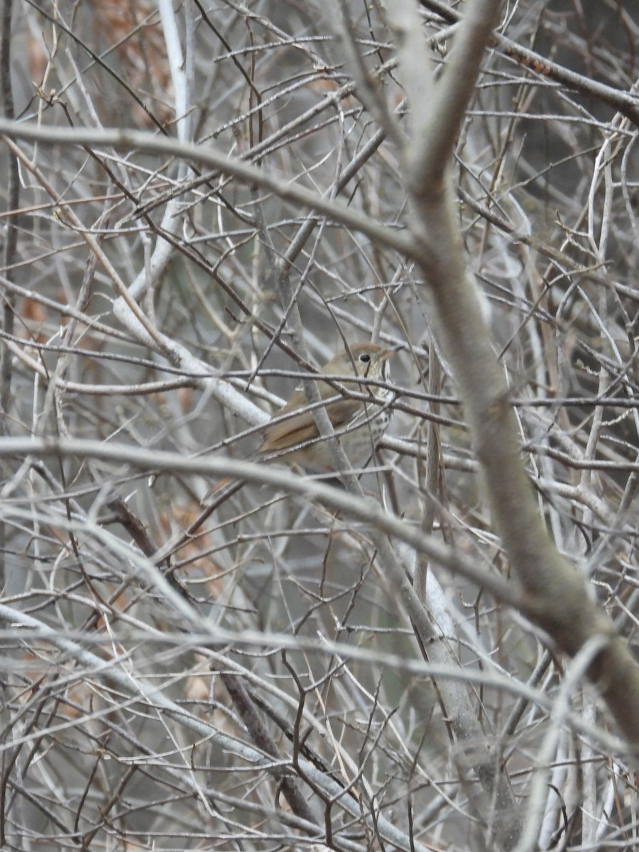 Hermit Thrush - Tracy Mosebey