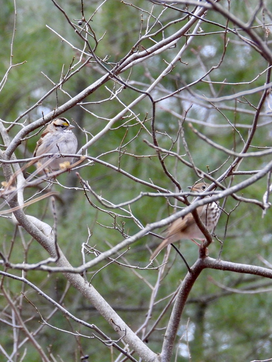 White-throated Sparrow - Tracy Mosebey