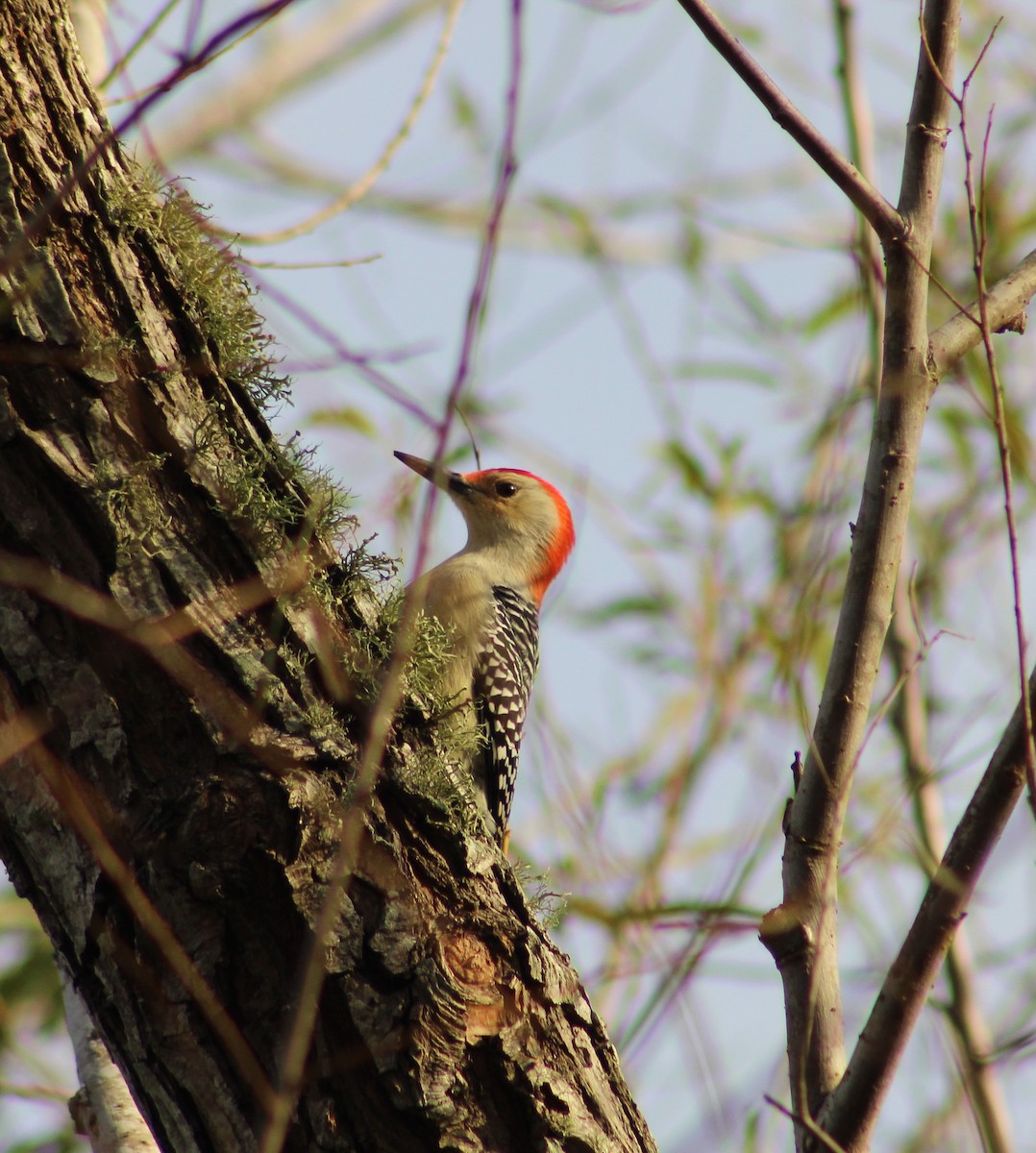 Red-bellied Woodpecker - ML612485531