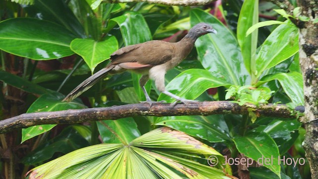 Ortalide à tête grise - ML612485558