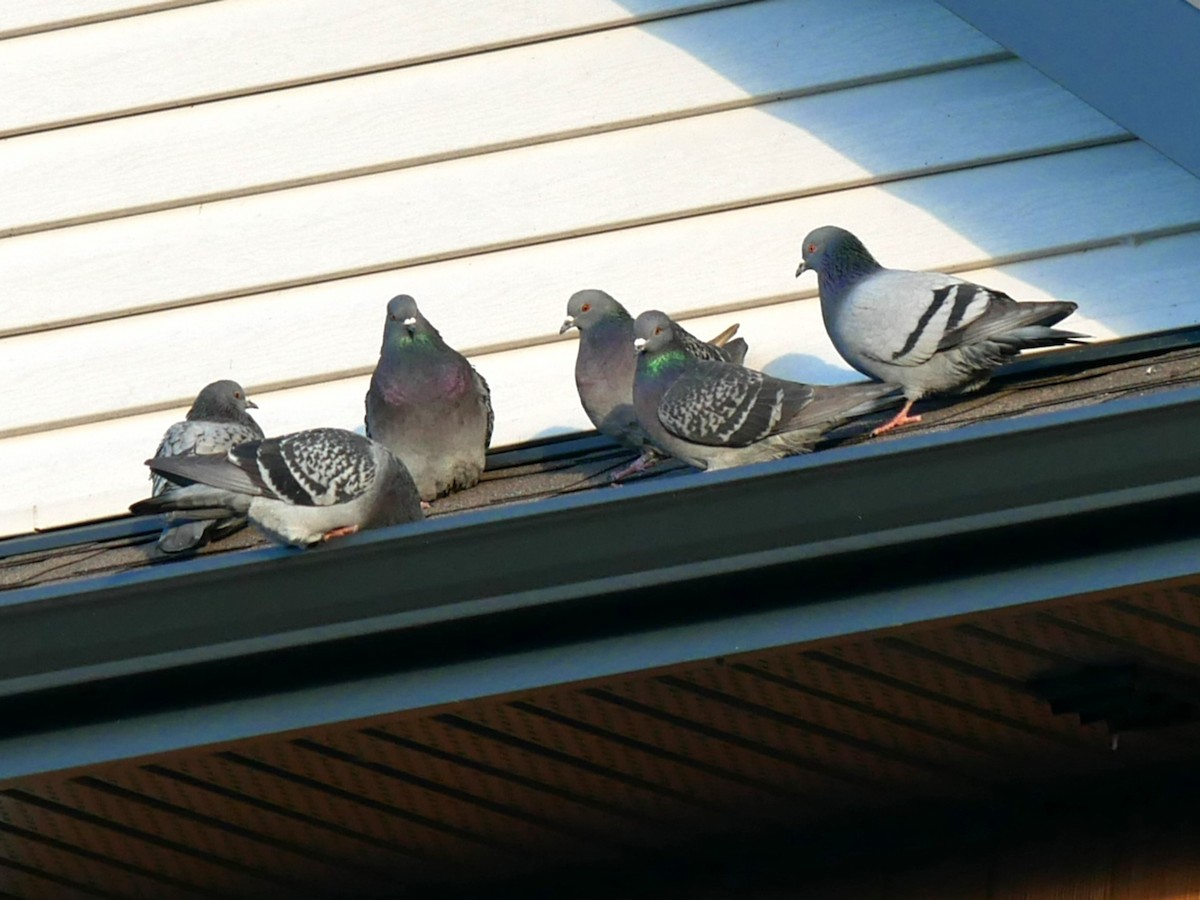 Rock Pigeon (Feral Pigeon) - ML612485567