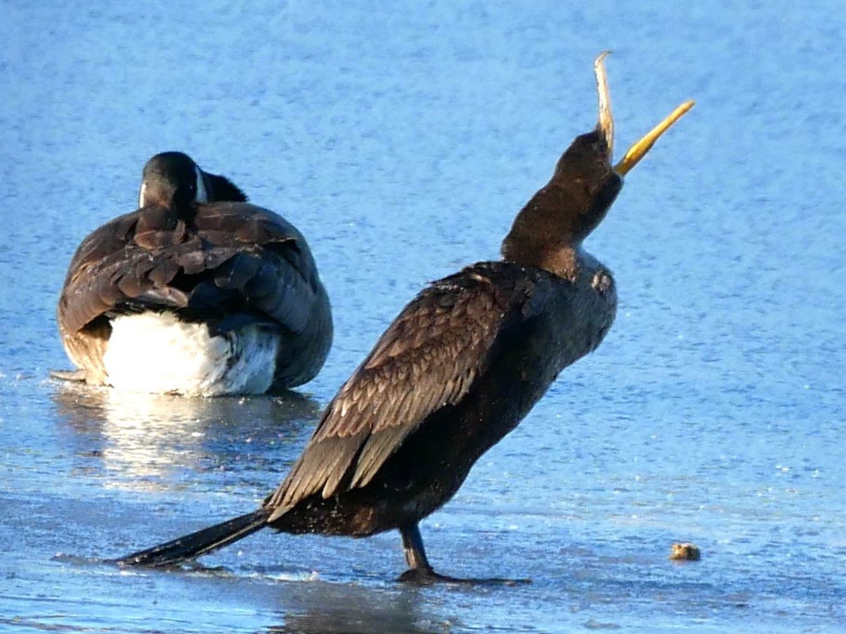 Double-crested Cormorant - ML612485576