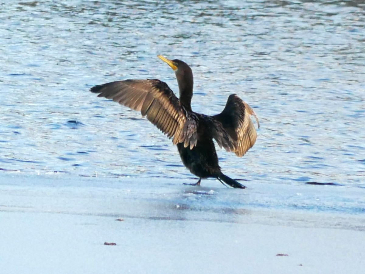 Double-crested Cormorant - ML612485584