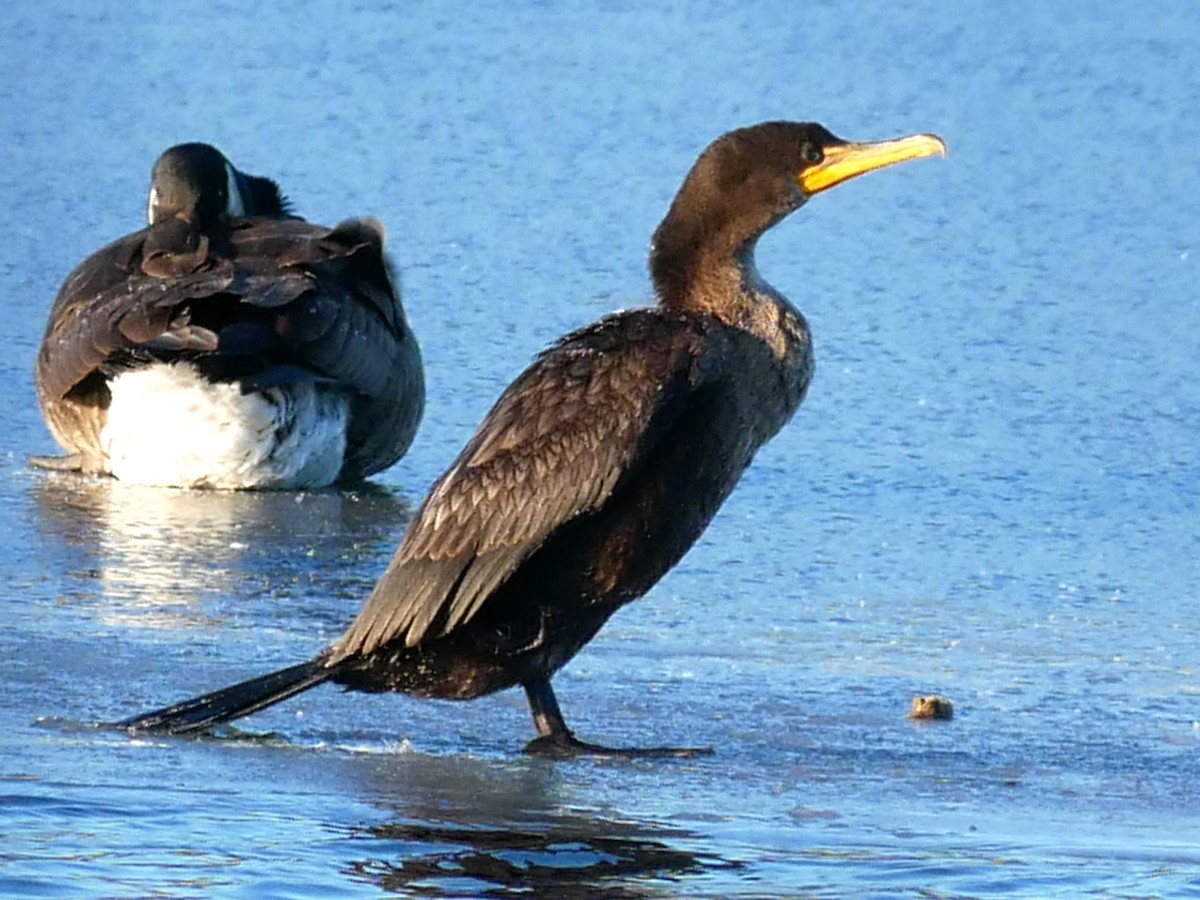 Double-crested Cormorant - Gérard  Viens