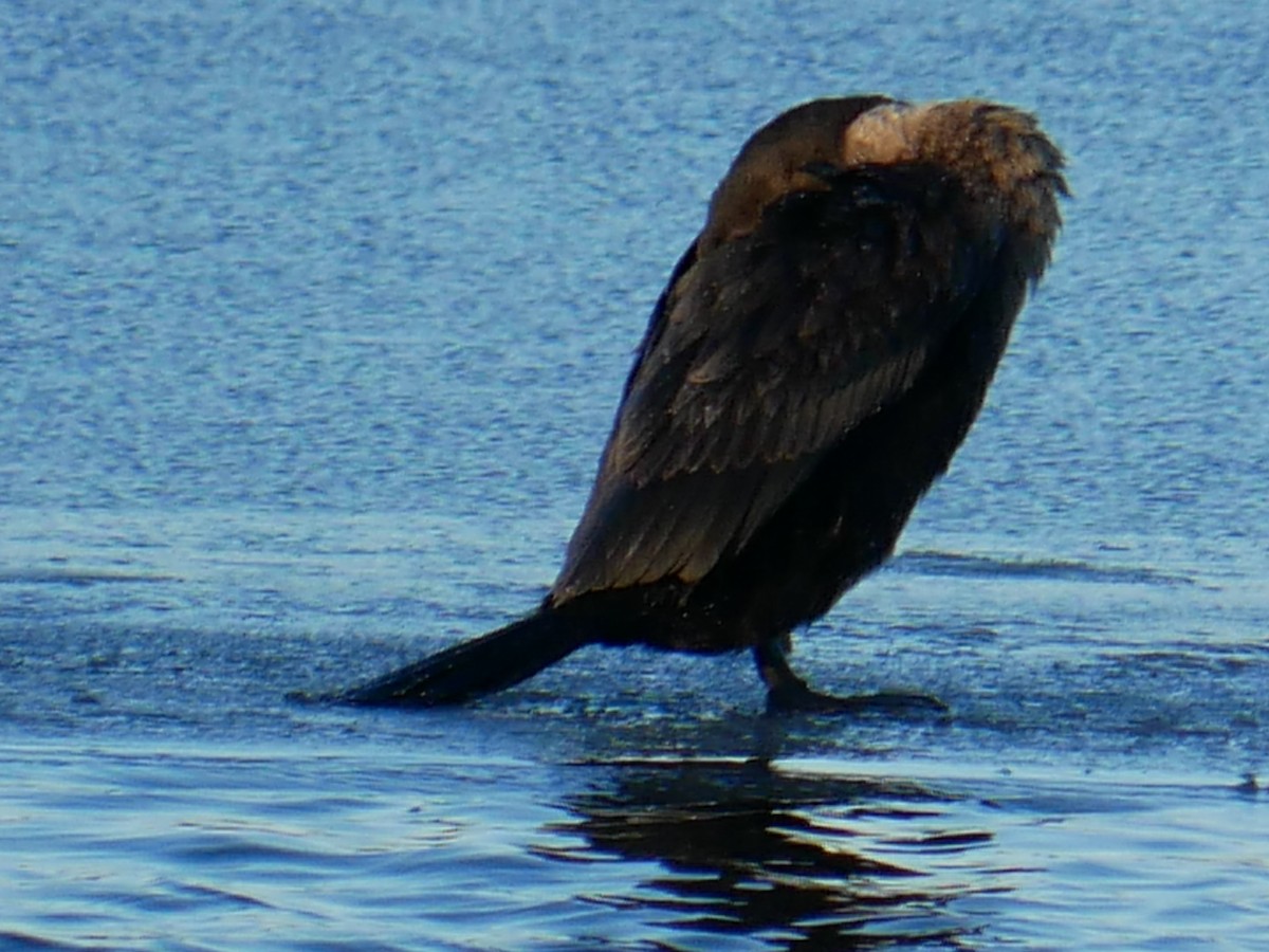 Double-crested Cormorant - ML612485595