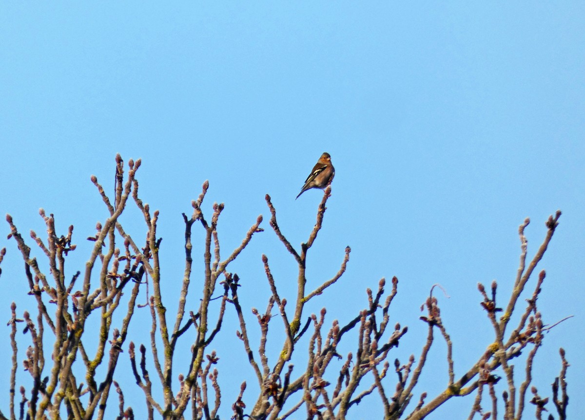 Common Chaffinch - ML612485604