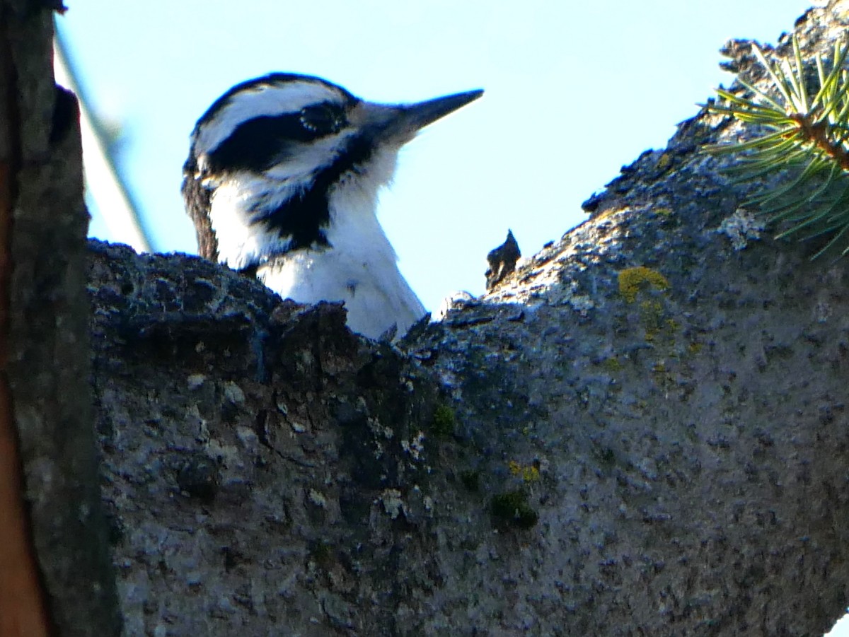 Downy Woodpecker - ML612485617