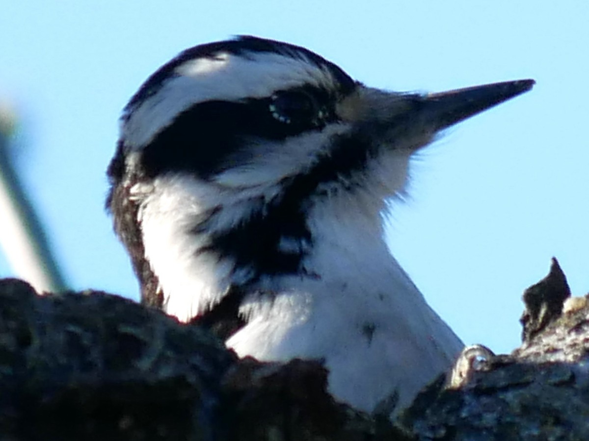 Downy Woodpecker - ML612485624