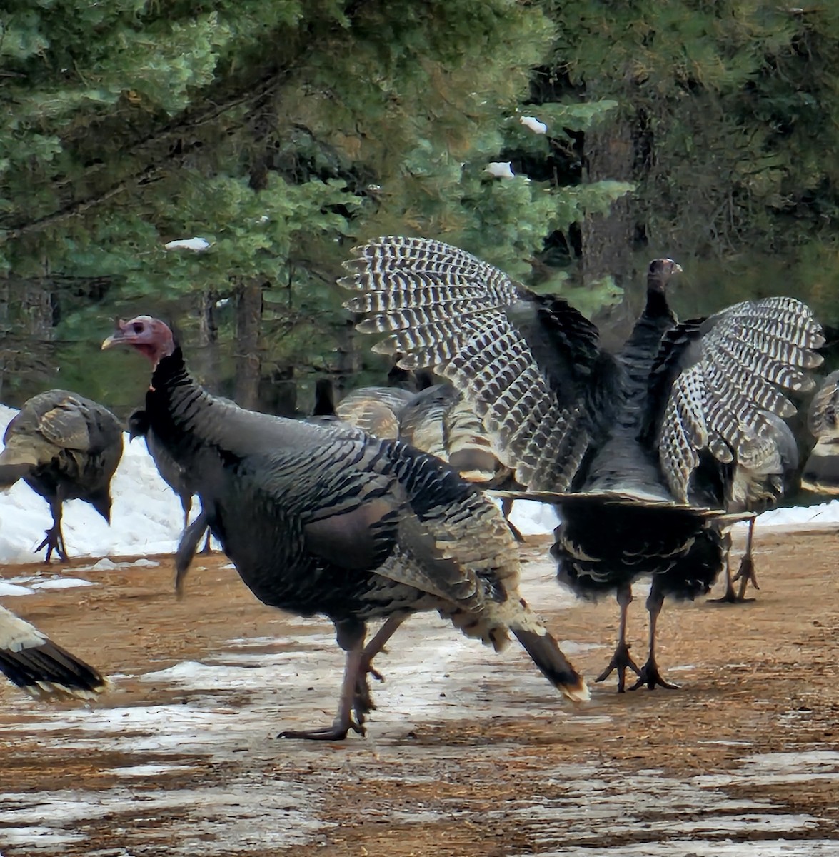 Wild Turkey - ML612485626