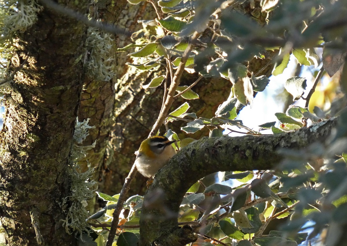 Common Firecrest - ML612485632