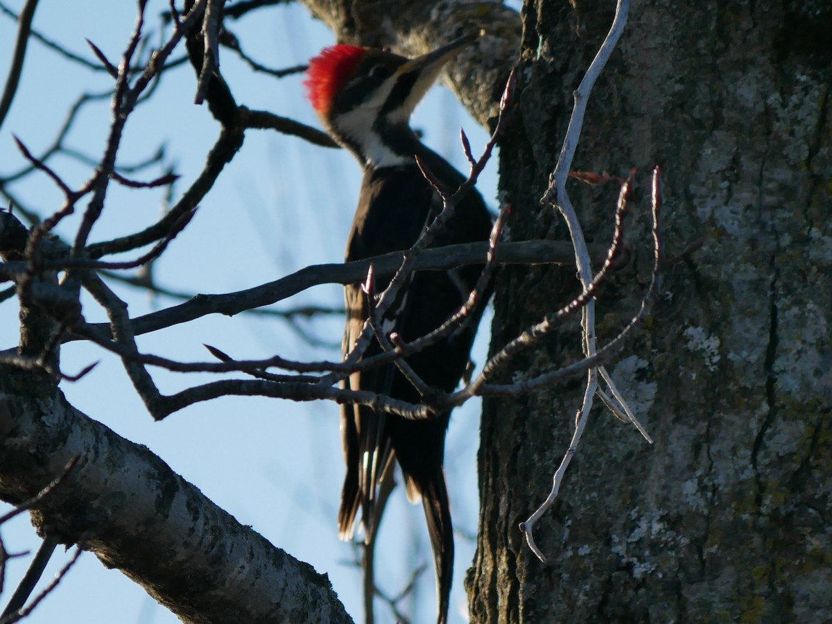 Pileated Woodpecker - ML612485633