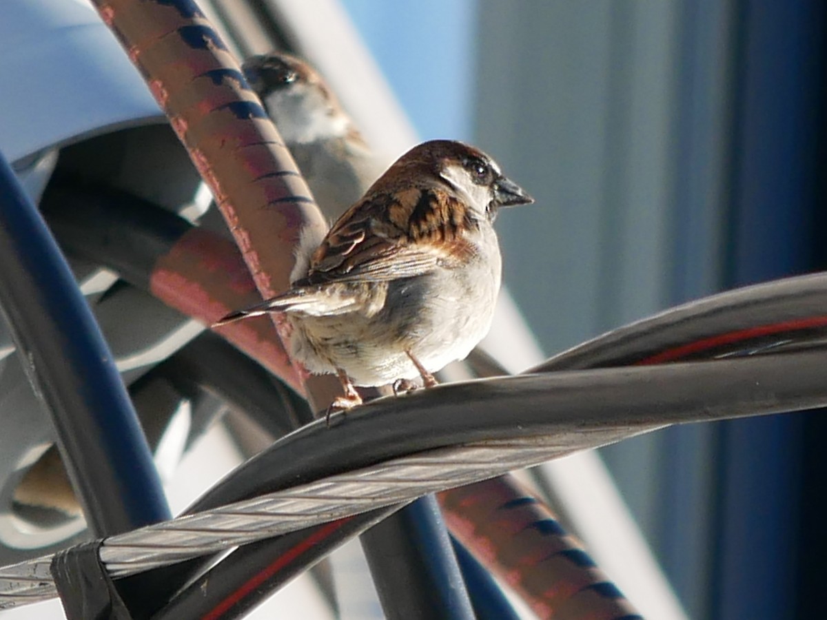 House Sparrow - ML612485645