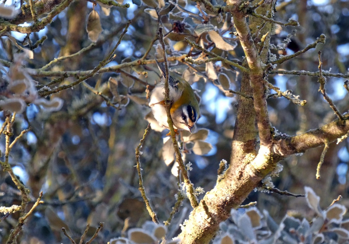 Common Firecrest - ML612485650