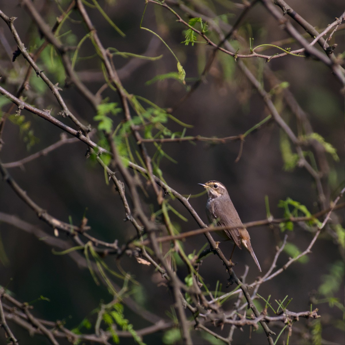 Bluethroat - Neelakantan KK