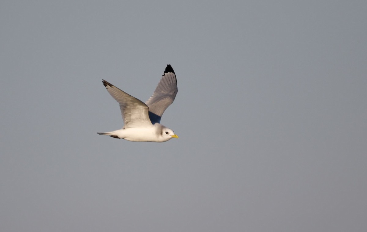 Black-legged Kittiwake - ML612485670