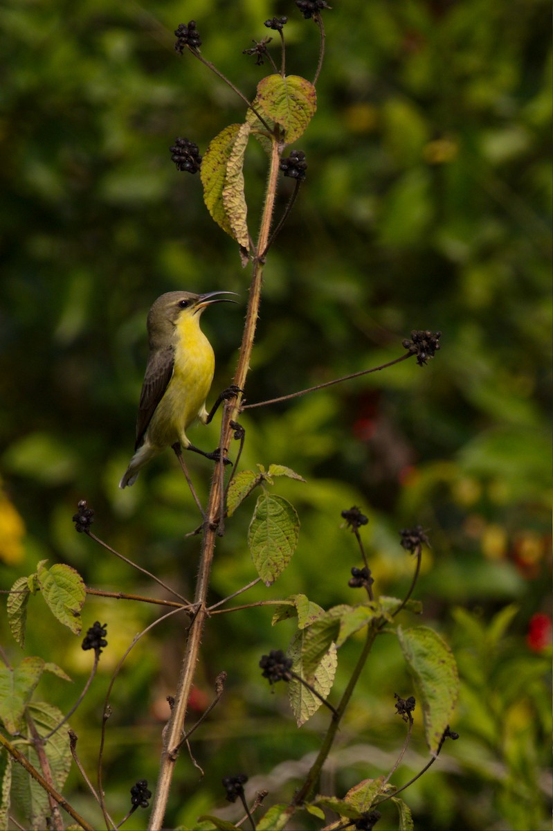 Purple Sunbird - ML612485680