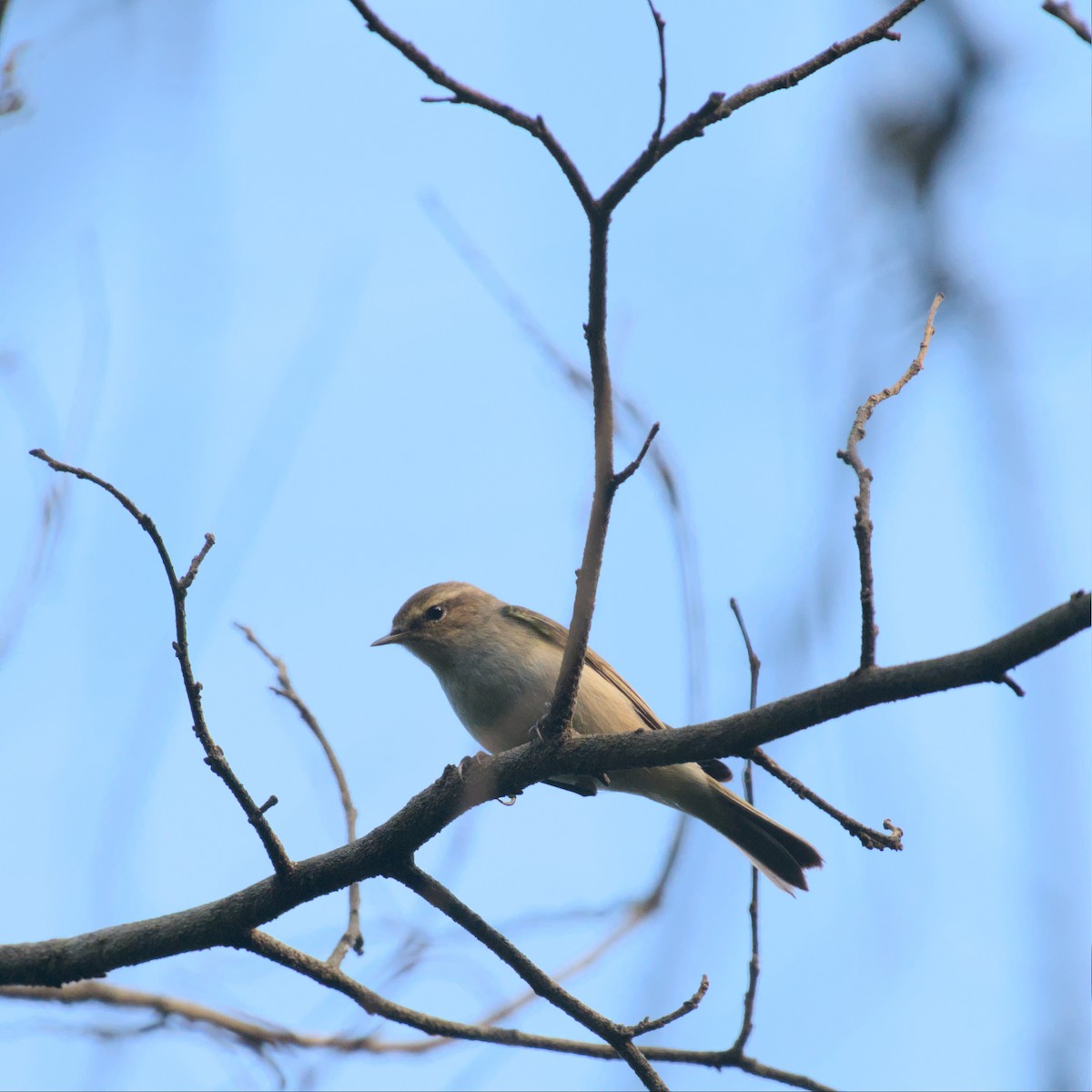 Common Chiffchaff - ML612485697