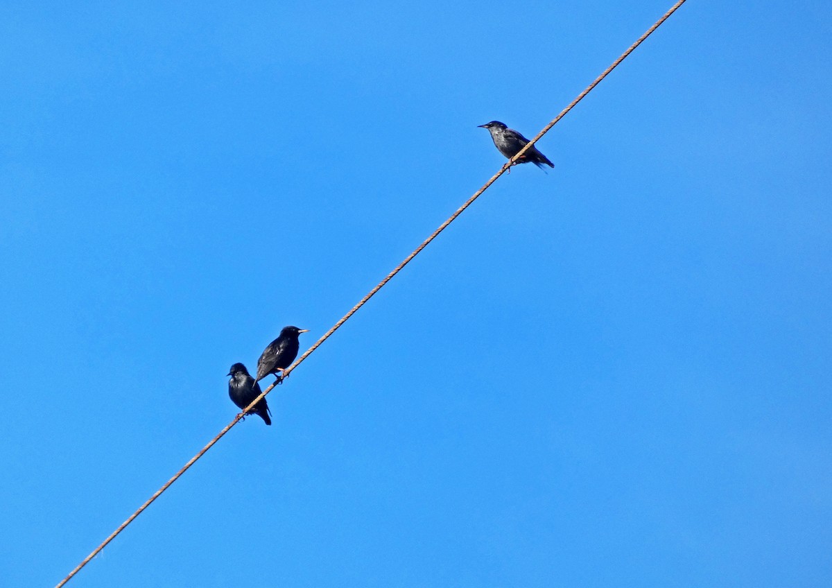 Spotless Starling - ML612485709