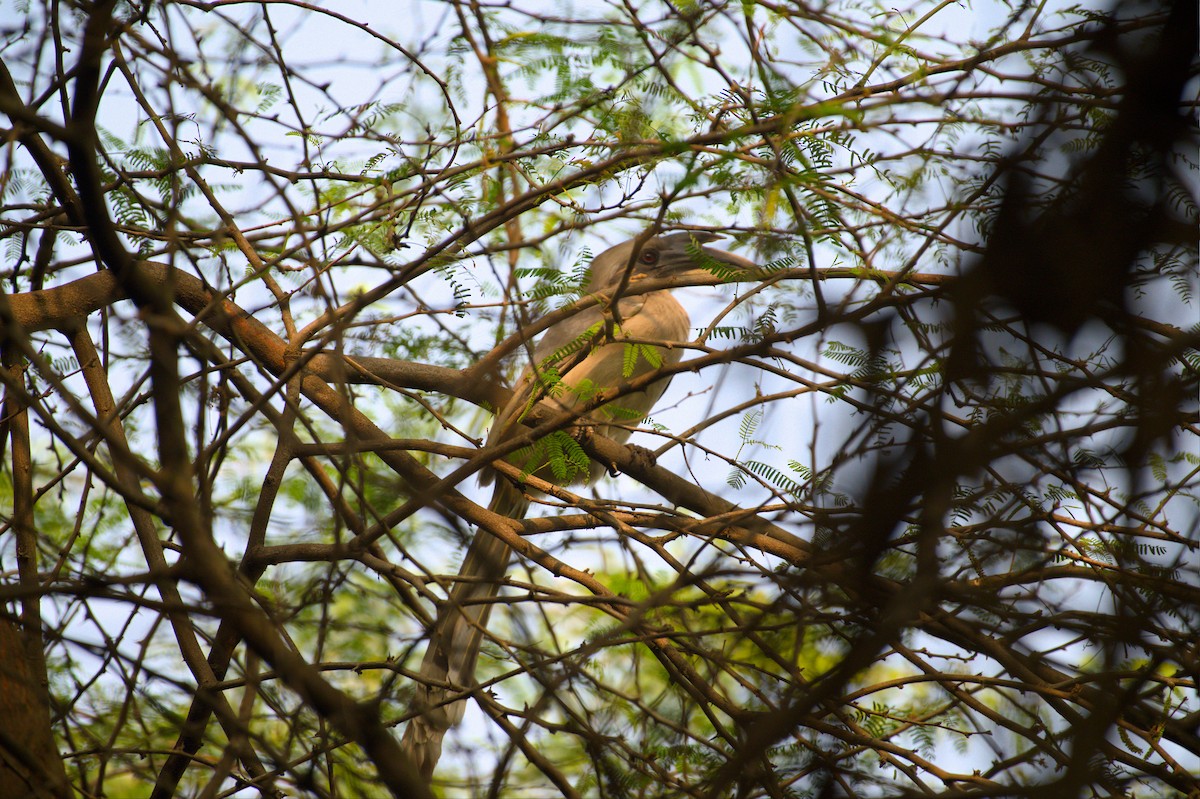 Indian Gray Hornbill - Neelakantan KK