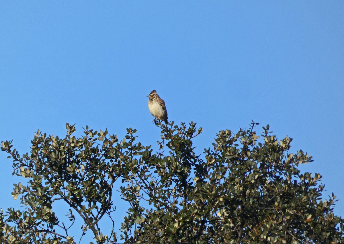 Wood Lark - ML612485730