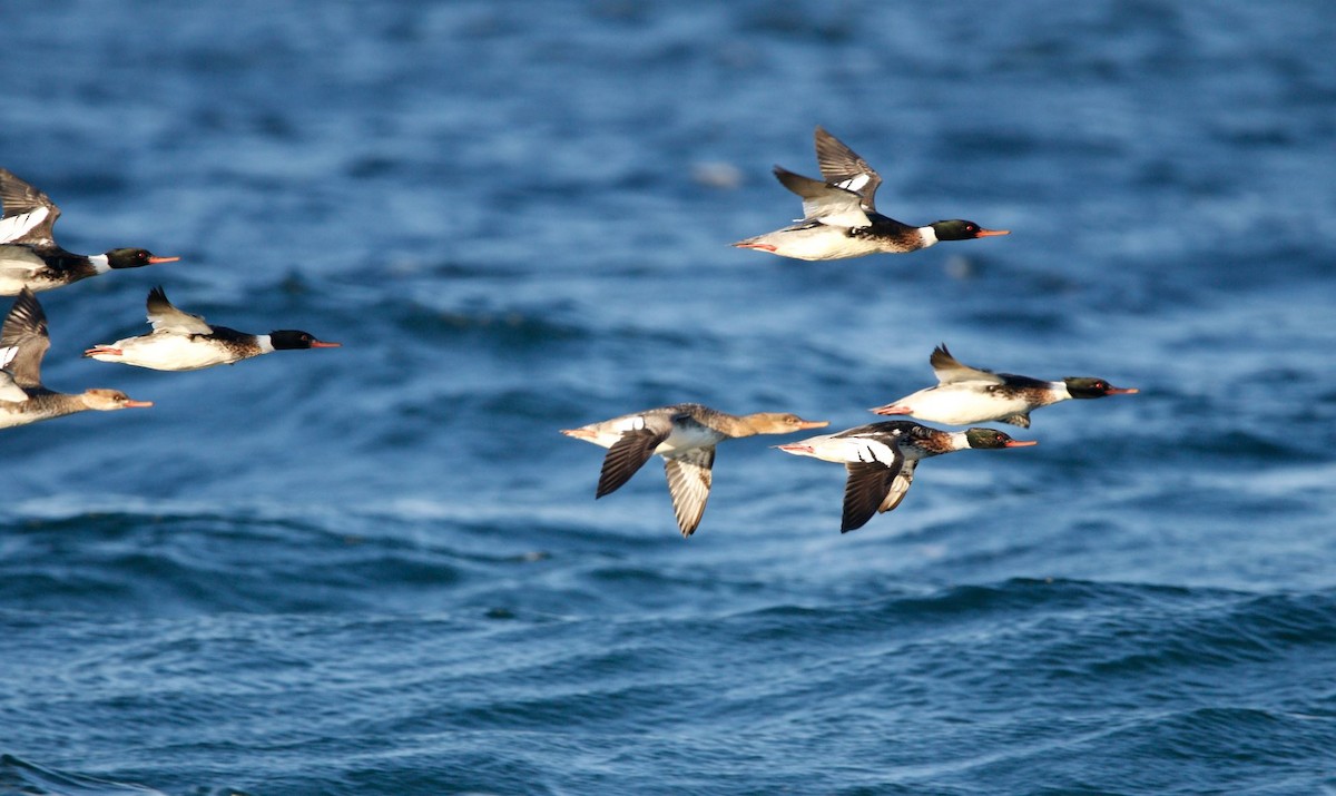 Red-breasted Merganser - ML612485758