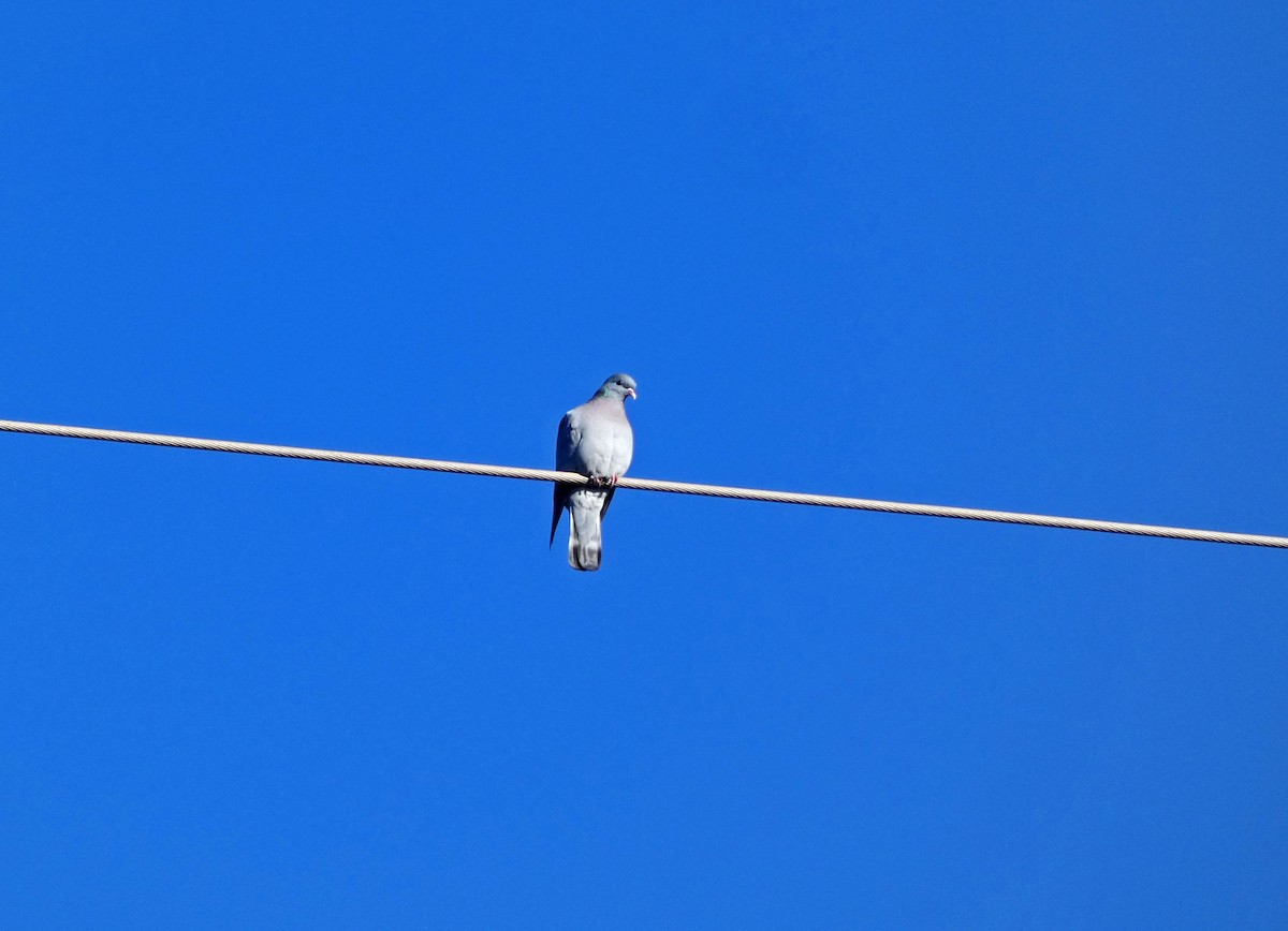 Stock Dove - ML612485825