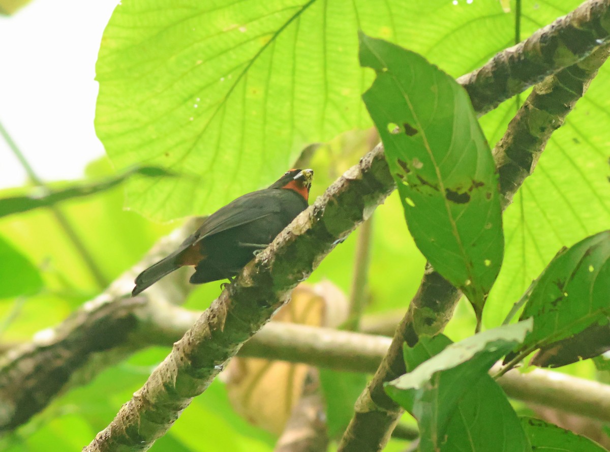 Greater Antillean Bullfinch - ML612485914