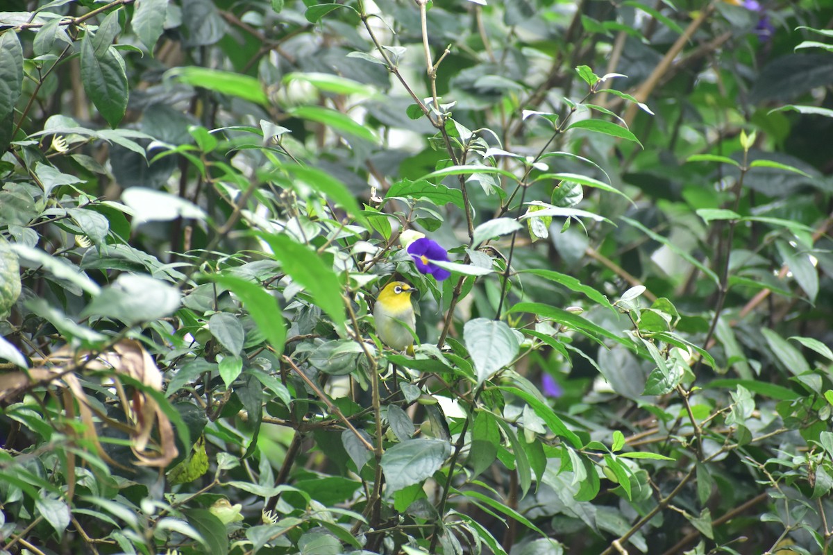 Indian White-eye - ML612485923