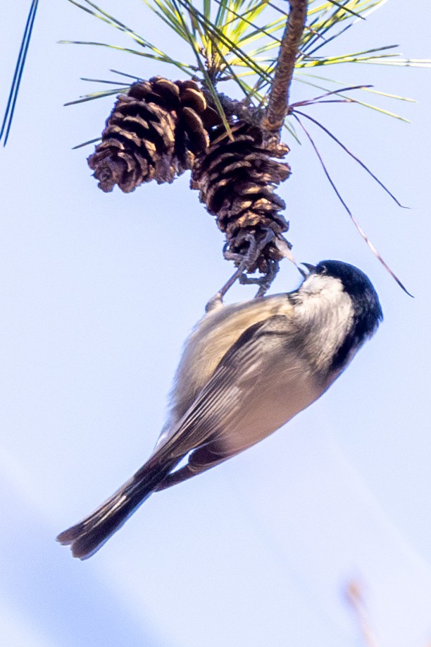 Carolina Chickadee - ML612485929