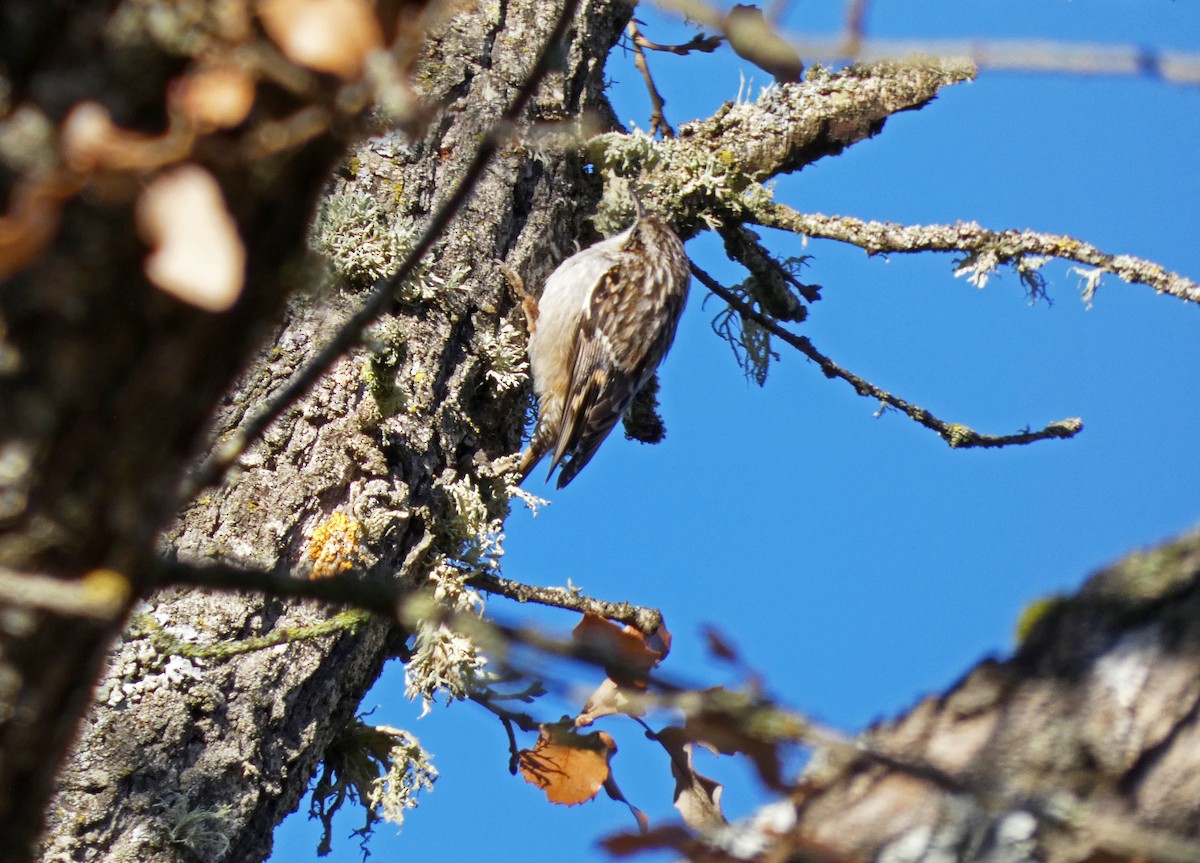 Short-toed Treecreeper - ML612485932