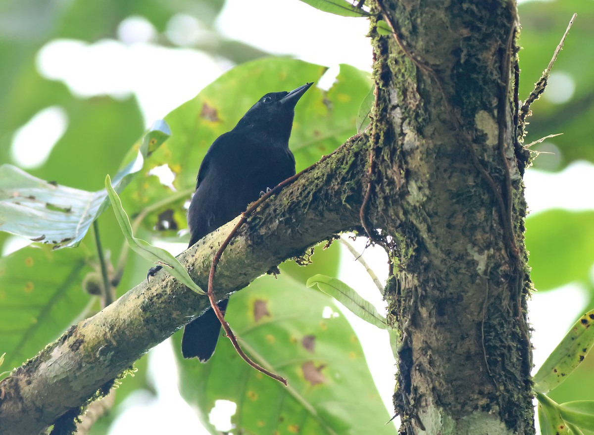 Jamaican Blackbird - ML612485969