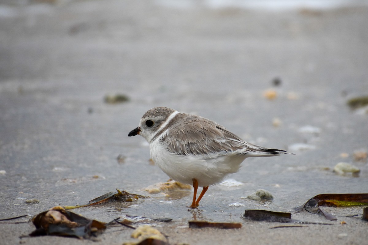 Piping Plover - Nicholas Canino