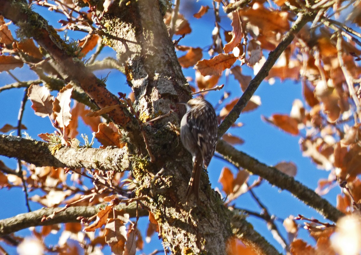 Short-toed Treecreeper - ML612486000