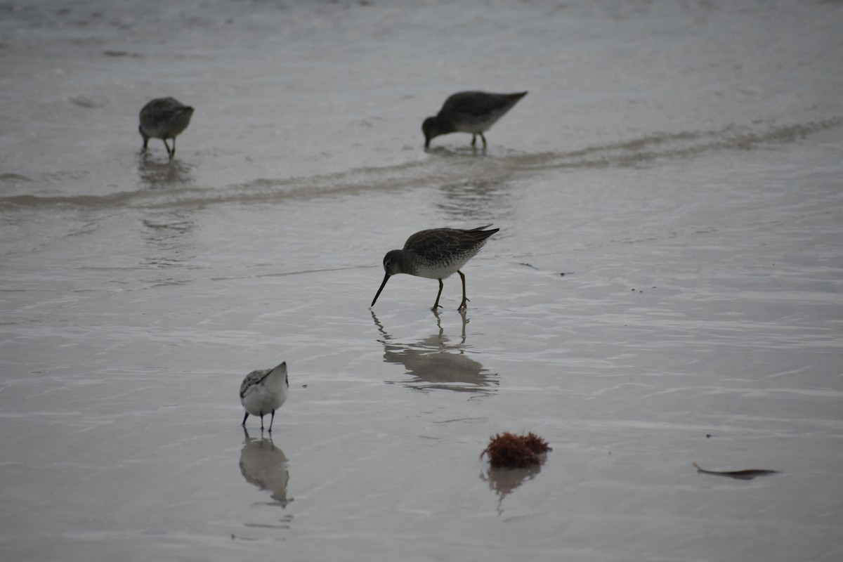 Short-billed Dowitcher - Nicholas Canino