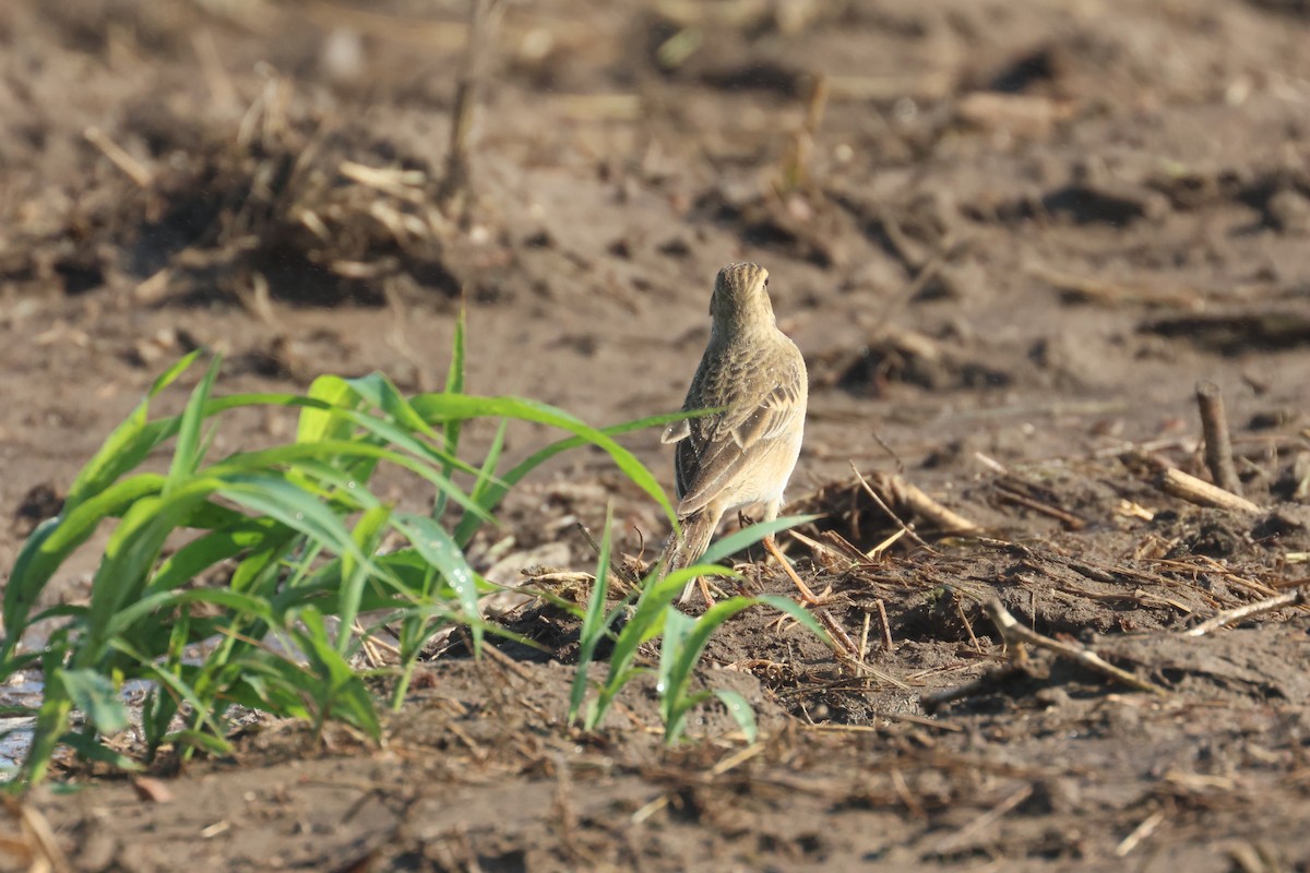 Richard's Pipit - ML612486066